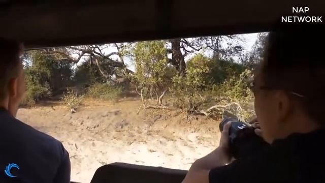 Wildebeest Struggles to Survive the Hyena Hyena vs Wildebeest смотреть онлайн