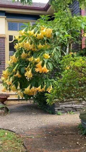 Angel’s trumpet , huge and fantastic flowers, but plants are toxic смотреть онлайн