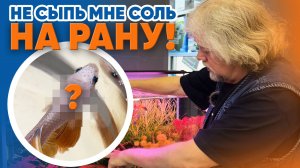 Аквариумные новости с Владимиром Ковалёвым (08.03.2025). Не сыпь мне соль на рану!