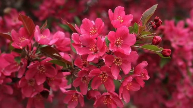 Speak For Me (cover) By Emma Kolodrivskiy