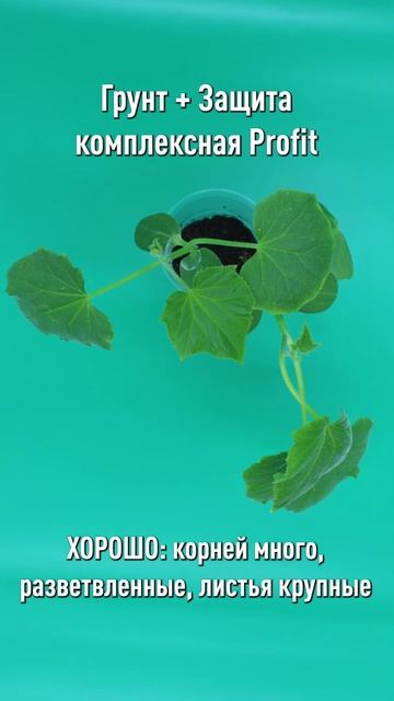 Три лучшие добавки в грунт для рассады, чтобы росла крепкой, здоровой и урожайной! Показываем! смотреть онлайн