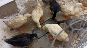 Ну где же ты, ВЕСНА? Ждём с нетерпением зелёную травку. 28.02.25.