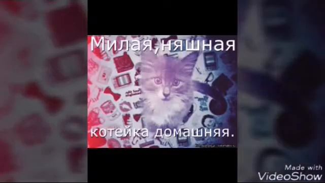 Котики под песню Kissis bec смотреть онлайн