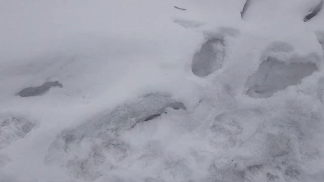 Твори добро - помощь братьям нашим меньшим 🐕🐕🐕 смотреть онлайн