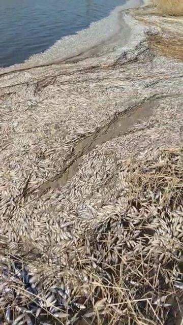 Ейский лиман! Тарань подошла на нерест и накрылась "медным тазом"! смотреть онлайн