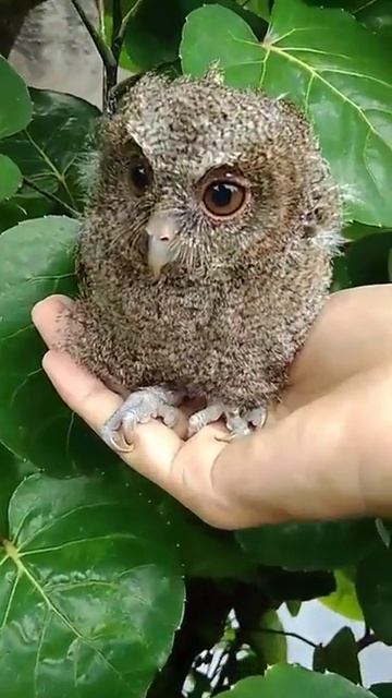 Indian scops owl - cantik kecil around tree смотреть онлайн