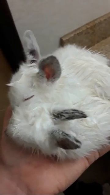 Oops We Ate Soap смотреть онлайн