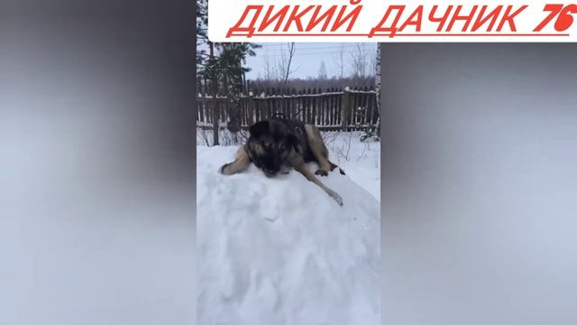 Мишка выход смотреть онлайн