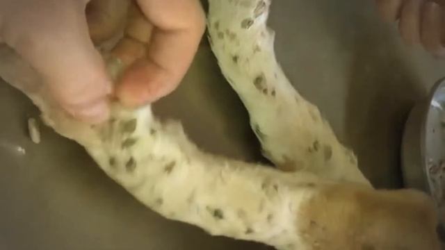 Remove Monster Mango worms from poor dog || Mango worms removal #16 смотреть онлайн