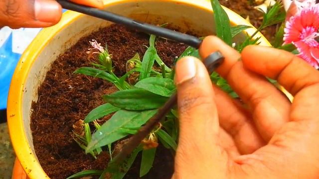CINAGRO-25 Planter #Dripkit Installation Part-2 | Best drip irrigation system design смотреть онлайн