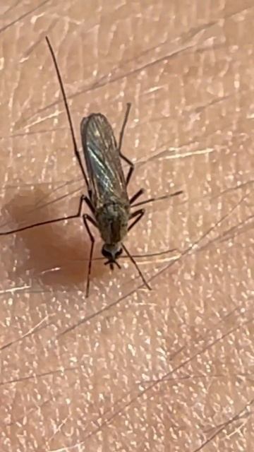 Шок!!!!!!! Комар-кровопийца выпивает кровь 🩸 из человека. Смотреть до конца!!! смотреть онлайн