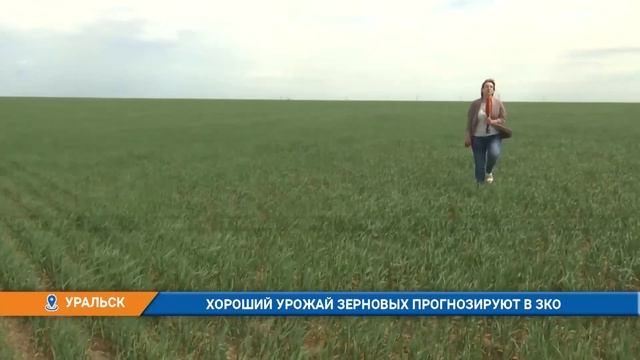 В Западно Казахстанской области прогнозируют хороший урожай зерновых смотреть онлайн
