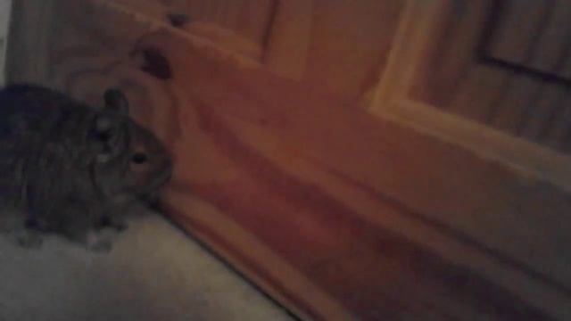 Degu run смотреть онлайн