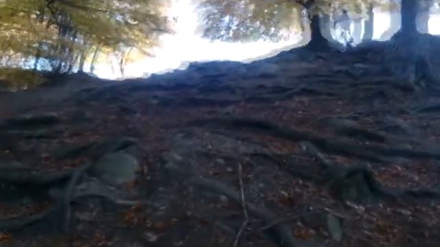 freeride/downhill смотреть онлайн