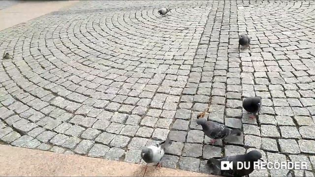 Наш голубиный класс смотреть онлайн