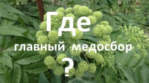 Чтобы не прозевать главный медосбор
