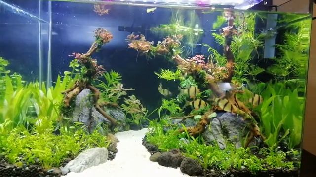 10.8 gallons nature style planted aquarium with tiger barbs смотреть онлайн
