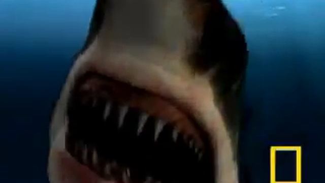 Walking With...Sharks