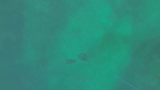 Freediving Mauritius смотреть онлайн