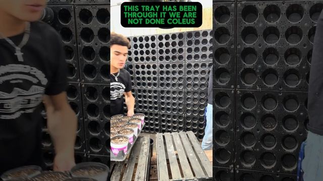 The PLANT GUYS. Episode 1, 2024. The coleus & plant wall video. смотреть онлайн