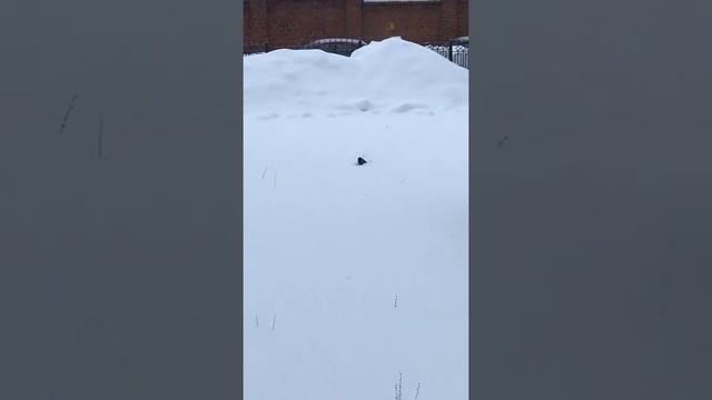 Ворона чистит от снега смотреть онлайн