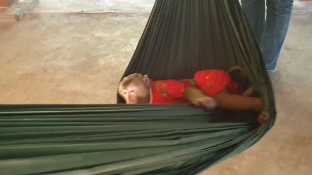 Clever Monkey Koko Asking Mom Riding The Motor Bike смотреть онлайн