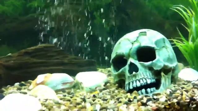 Juwel Rio 180 with fish смотреть онлайн