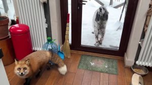 Лиса-Алиса. Главная помощница в приготовлении завтрака.