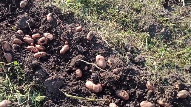 Уборка картофеля часть 2..... смотреть онлайн