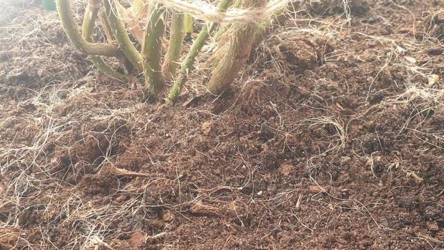 Результаты зимовки роз в Подмосковье. 07.03.2025. смотреть онлайн