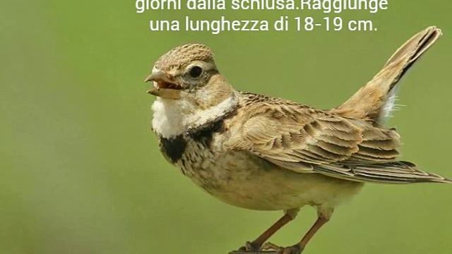 La calandra(Melanocorypha calandra) смотреть онлайн