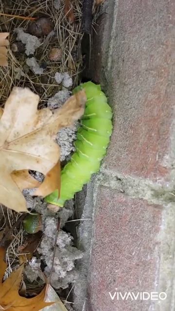Polyphemus Crawling Moth 3 смотреть онлайн