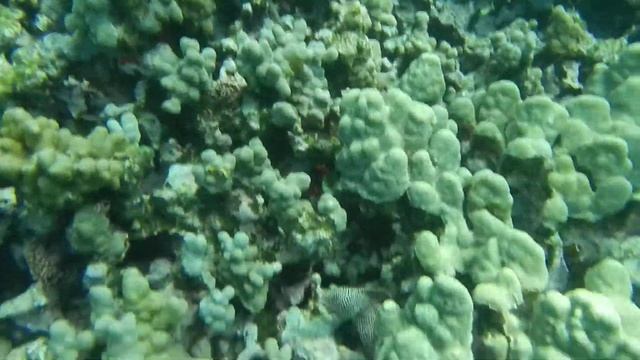 Where's Waldo, the white mouth moray? смотреть онлайн