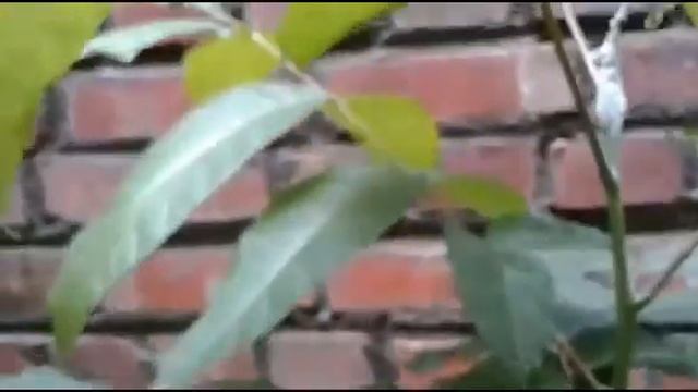 Symptom of Citrus psylla on red ceder trees смотреть онлайн
