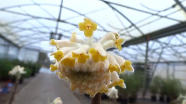 Edgeworthia Chrysantha Grandiflora