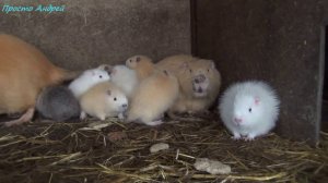 Нутрия после морозов как выжить нутрии зимой