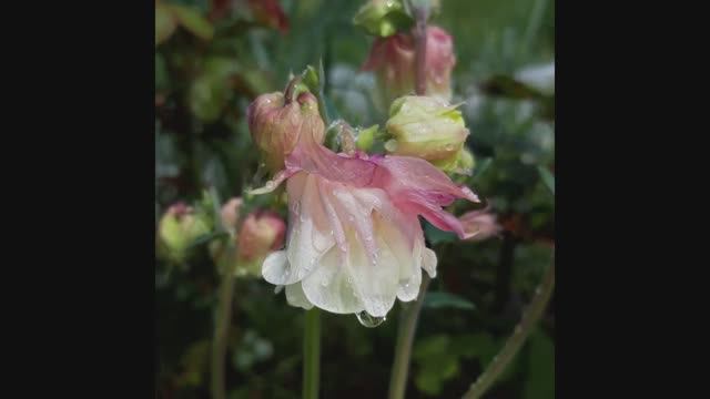 Поздравления с 8 марта! смотреть онлайн