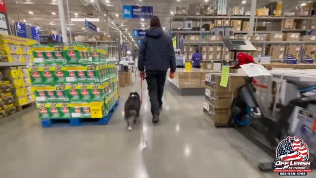 Koda | 4 Year Mini Aussie | Best Trained Dogs of OR | Portland OffLeash K9 Training смотреть онлайн