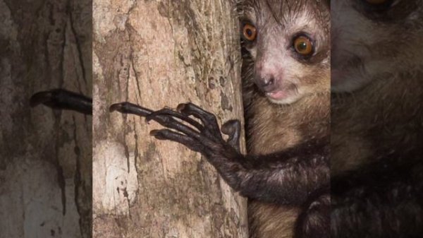 Самая страшная милота