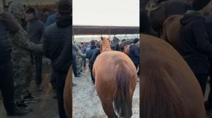 МОЛБОЗОР МИРЗО в прямом эфире!