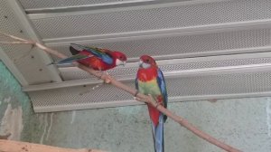 Попугаи Розелла.