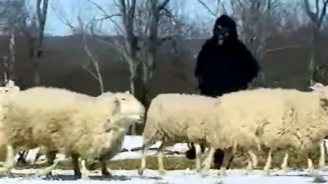 THE WORLD'S MOST SHOCKING BIGFOOT VIDEOS  - 2