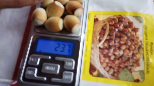 Фундук сигналка 290823 смотреть онлайн