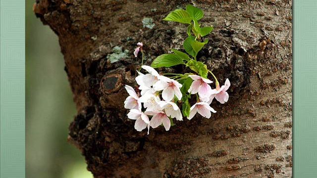 Paul Mauriat - Siffler Sur La Colline 