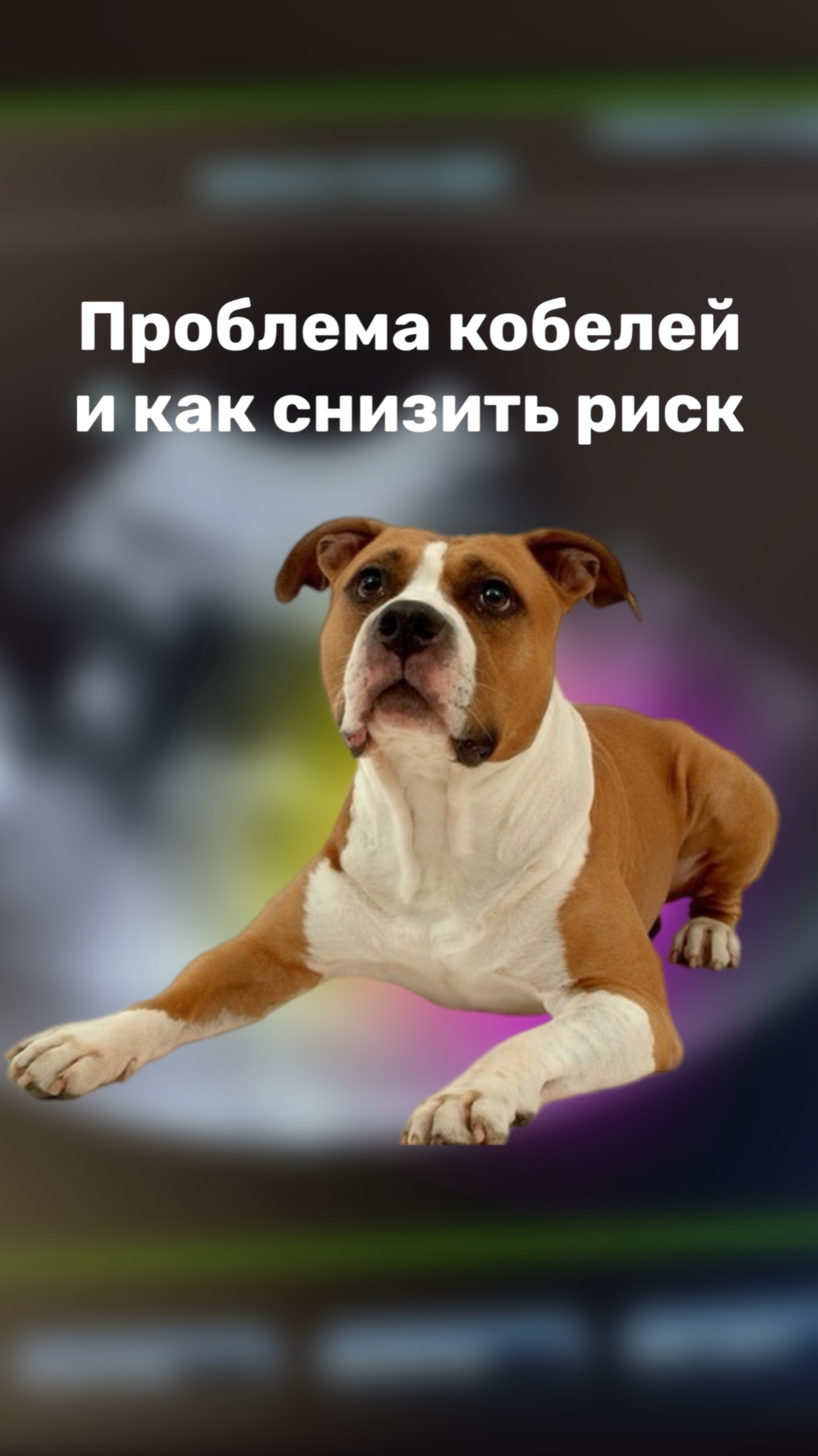 Частая проблема у некастрированных кобелей, которая влечет за собой осложнения