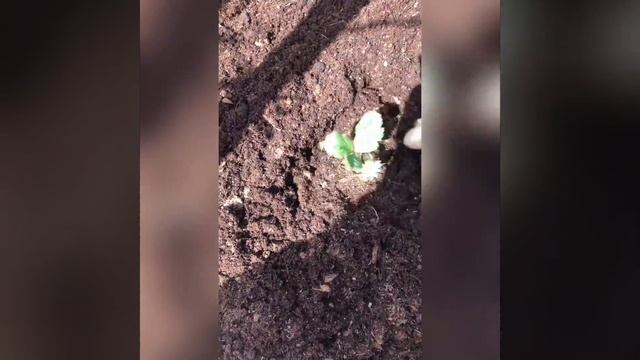Пересадка клубники из теплицы в открытый грунт смотреть онлайн