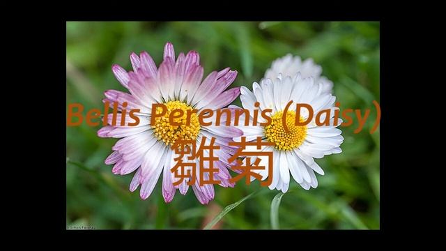《靈丹妙藥的同類療法》-EP009-雛菊 Bellis Perennis смотреть онлайн