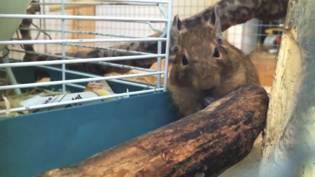 Degus HD? смотреть онлайн
