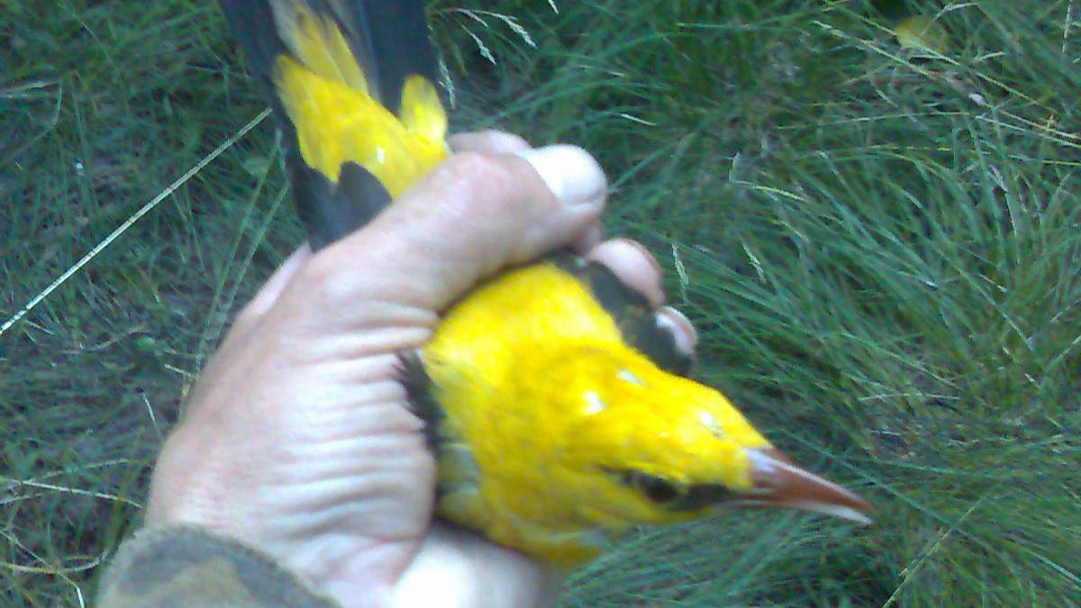 Ловля и содержание певчих птиц третья серия смотреть онлайн