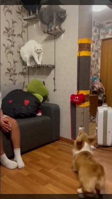 котики + собаки = война🤣🤣🤣
(видео не мое!) смотреть онлайн